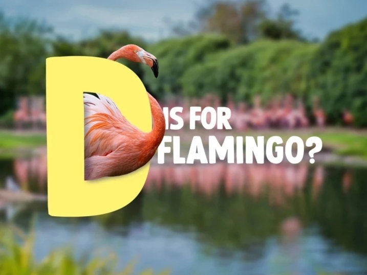 The image has a blurred background of a flock of flamingos. Overlaid is text reading 'D is for flamingo?'. A flamingo is merged into the letter 'D'